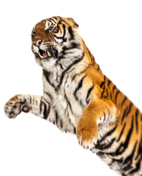 TigerHebezeuge® Produktvideos: Unsere Tiger Lastaufnahmemittel im Einsatz