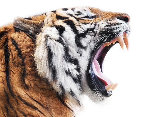 tigerhebezeuge-tiger-head-roaring-left